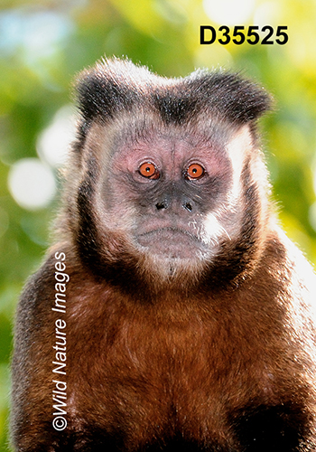 Black-horned Capuchin (Sapajus nigritus)